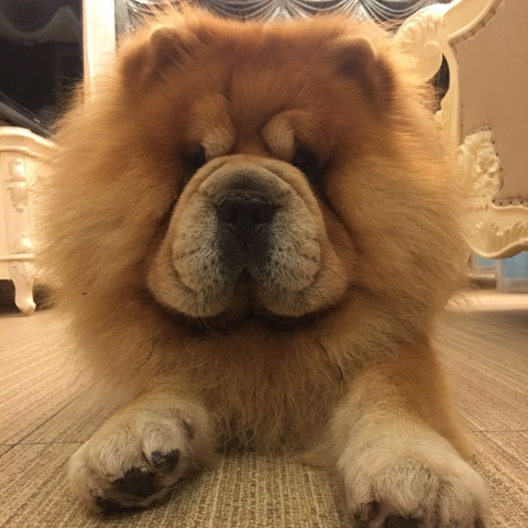 Max, a Chow Chow, in the owner's original photo