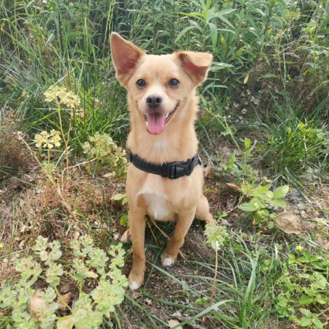 Charlie, a Mixed-breed dog, in the owner's original photo