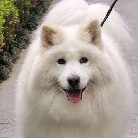 Luna, a Samoyed, in the owner's original photo