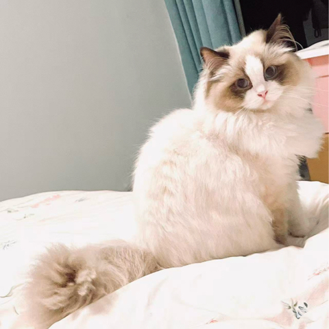 Daisy, a Ragdoll cat, in the owner's original photo