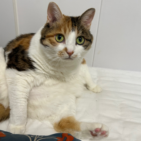 Bella, a Calico cat, in the owner's original photo