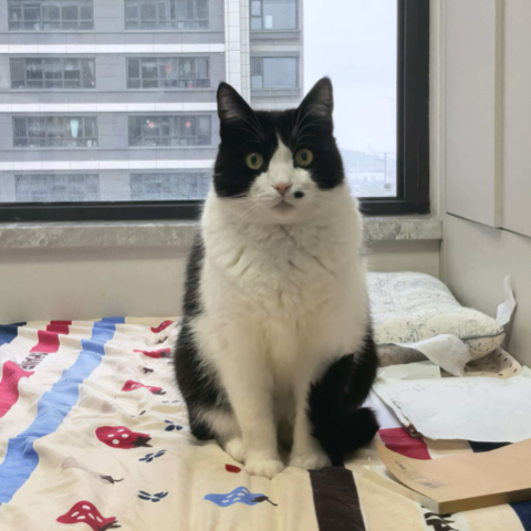 Oliver, a Tuxedo cat, in the owner's original photo